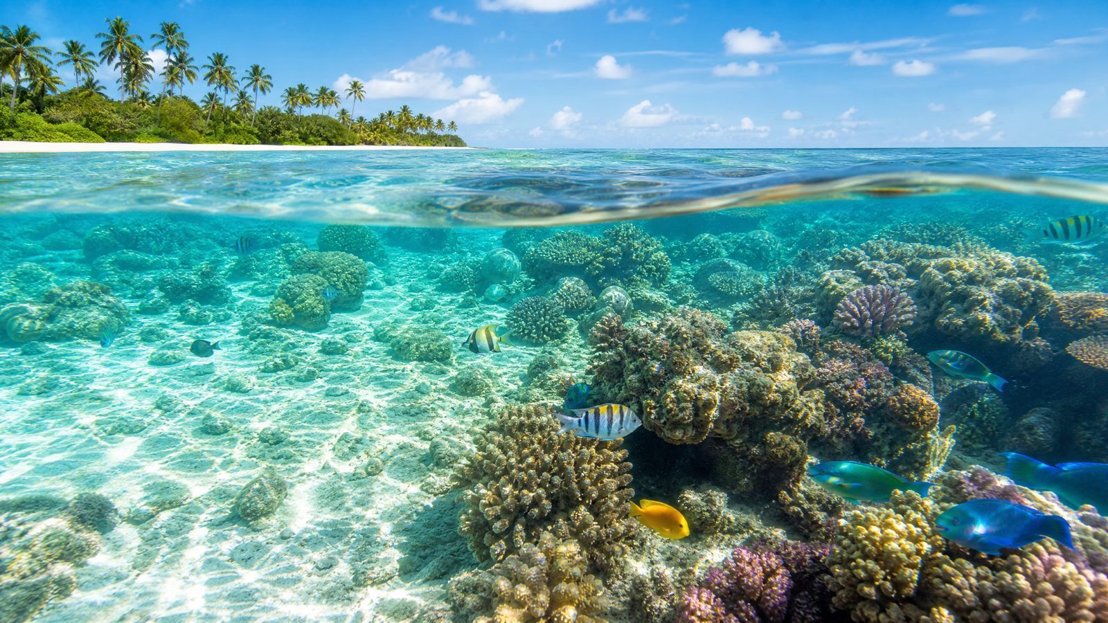 Coral Reef Lagoon