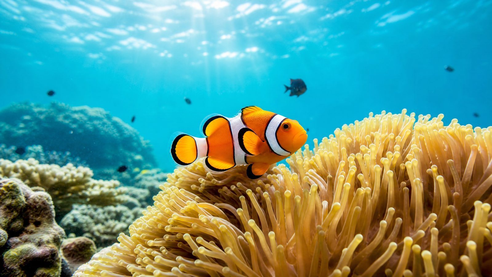Clownfish